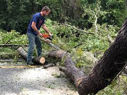 Best Tree Removal  in Hinesville, GA