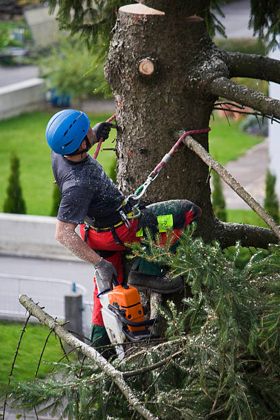 Why Choose Our Tree Removal Services in Hinesville, GA?