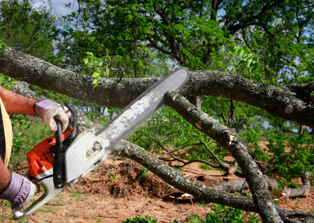 Lawn Renovation and Restoration in Hinesville, GA